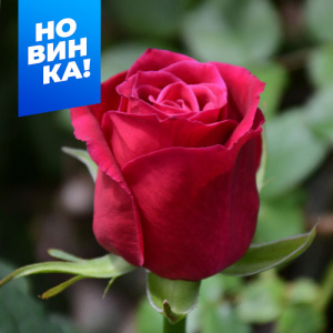 Роза Шангри Ла купить