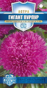 Астра игольчато-коготковая Гигант пурпур  купить