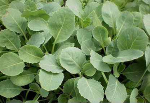 Капуста б/к Валентина 1шт ов032/10/40 купить