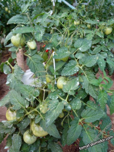 Томат Обские купола  рассада 1шт купить