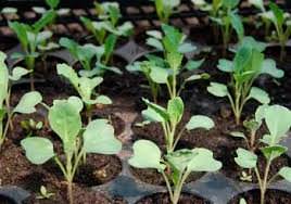 Капуста цветная компактная Бэби Калифлауэ С1 об029 купить