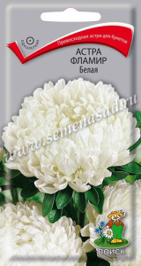 Астра Фламир Белая купить
