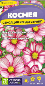 Космея Сенсация Кенди Страйп купить