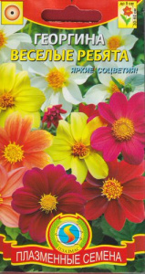 Георгина Весёлые ребята  купить