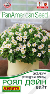 Экзакум (Персидская фиалка) Роял дэйн вайт купить