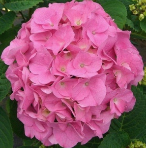 Гортензия Розита крупнолистовая ЦК купить