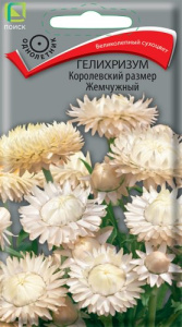 Гелихризум Королевский размер жемчужный купить