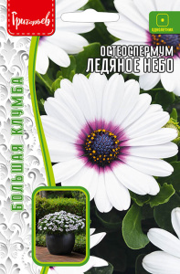 Остеоспермум Ледяное Небо купить
