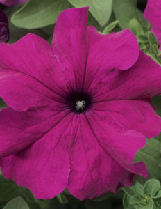 Петуния крупноцв. Тритуния Пурпл (пурпурная) 1шт П356/54 купить