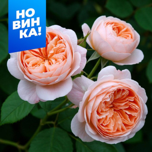 Роза Джульетта