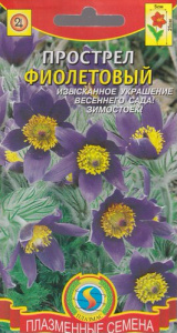 Прострел Фиолетовый  купить