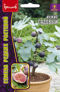 Инжир Садовый  купить