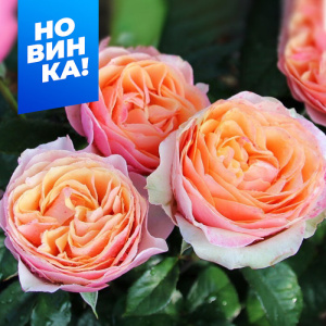 Роза Эдит купить