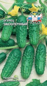 Огурец Засолочный купить