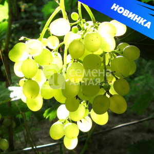 Виноград Кишмиш Мираж
