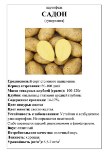 Картофель Садон А5 фото купить