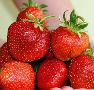 Земляника Дукат купить