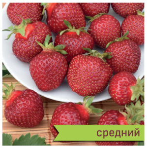 Земляника Фейерверк садовая купить
