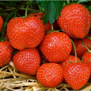 Земляника Эльсанта среднеспелая ремонтантная купить