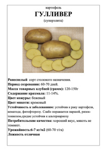 Картофель Гулливер А5 фото купить