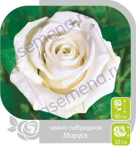 Роза Маруся купить