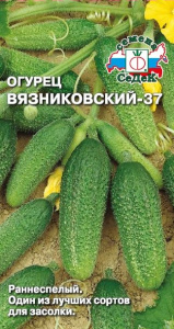 Огурец Вязниковский 37 купить
