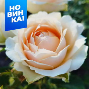 Роза Гравитация купить