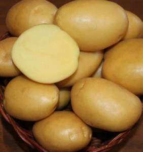 Картофель семенной Вымпел 3кг купить