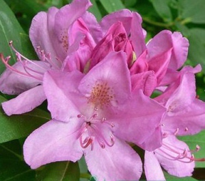 Рододендрон Розеум Элеганс катевбинский ЦК купить