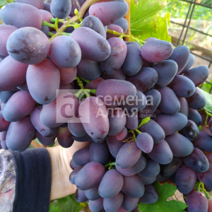 Виноград Красотка купить