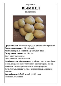 Картофель Вымпел А5 фото купить