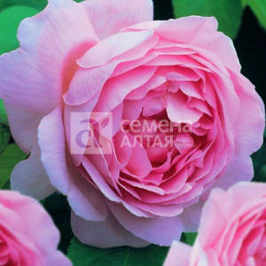 Роза Паллада купить