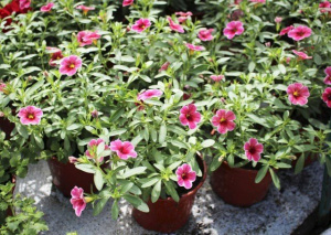 Калибрахоа 1шт гш034 С1 купить