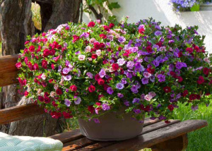 Калибрахоа (в кашпо пластик) 1шт D 23 КП020 купить