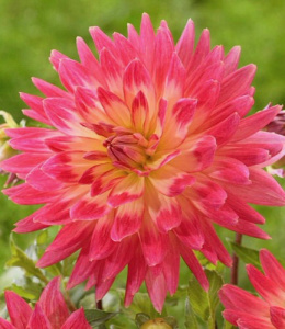 Георгина гигантская Magic Sunrise /1шт NEW купить