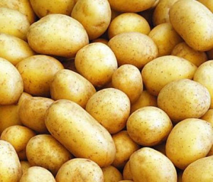 Картофель семенной Королева Анна (1-я репродукция) 2кг купить