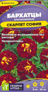 Бархатцы Скарлет София махровые купить