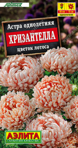 Астра Хризантелла цветок лотоса Satimex купить