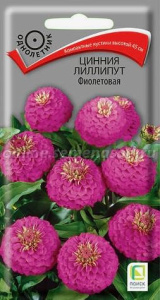 Цинния Лиллипут Фиолетовая  купить