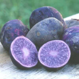 Картофель семенной Васелек 1кг/20 купить