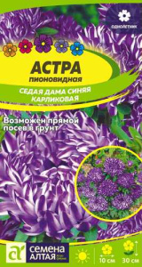 Астра Седая Дама Синяя карликовая  купить