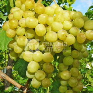 Виноград Восторг купить