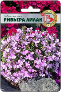 Лобелия Ривьера Лилак кустовая купить