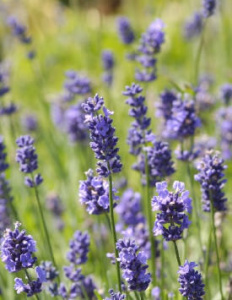 Лаванда узколистная компактная Элеганс Пурпл темно-сиреневая С1 мн0343м купить