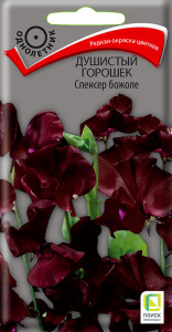 Душистый горошек Спенсер божоле купить