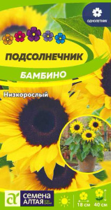 Подсолнечник Бамбино низкорослый купить
