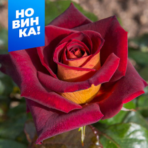 Роза Эдди Митчел купить