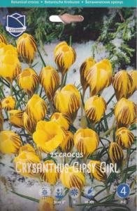 Крокус chrysanthus "Gipsy Girl" (1х25шт) купить