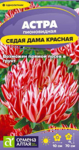 Астра Седая Дама Красная  купить