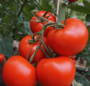 Томат Полбиг F1 1000шт купить